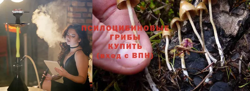 Псилоцибиновые грибы Psilocybine cubensis  это состав  Ершов  как найти закладки 